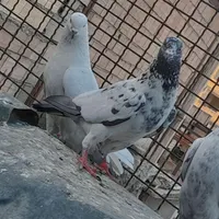 کفتر پاکستانی|پرنده|تهران, شهرک ابوذر|دیوار