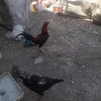 خروس