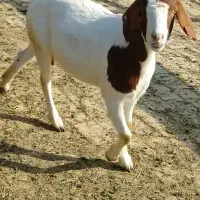 بویر بالغ|حیوانات مزرعه|کرمانشاه, |دیوار