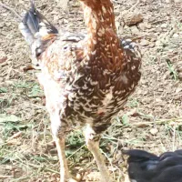 مرغ و خروس لاری
