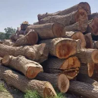 خرید باغ چوب (( خرید انواع تنه گردو ))صنوبر پالتی