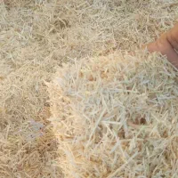 گاه دیم کاهکوب