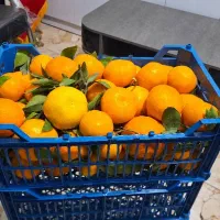 پرتقال و نارنگی