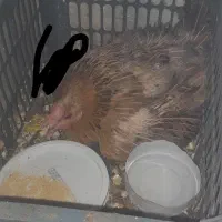 مرغ کرک