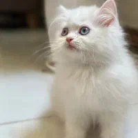 بچه گربه چشم آبی تیله ای