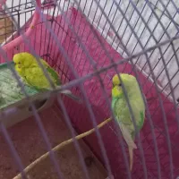 مرغ عشق نروماده