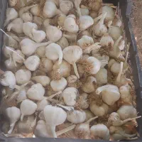 سیر سفید ریز