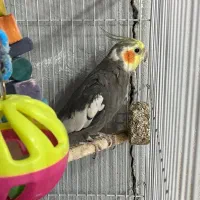 عروس هلندی نر و جوجه