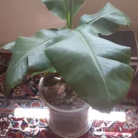 نهال موز دو ساله