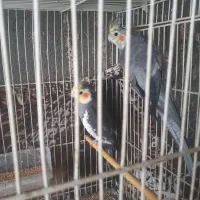 ۶تا عروس فروشی