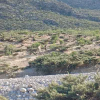 خر گله ای