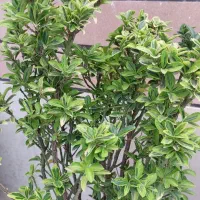 گل طبیعی|گل و گیاه طبیعی|اصفهان, دستگرده|دیوار