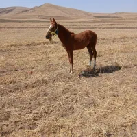 ادرس روستای جهانگیرلو