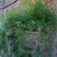 مارچوبه پرپشت و شاداب،۲سایز بزرگ و متوسط