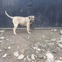 ماده اصیل سرابی