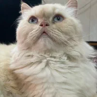 گربه پرشین