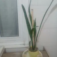 گل سانسوریا