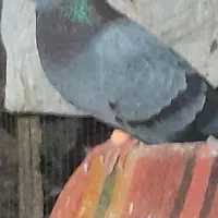 کفتر