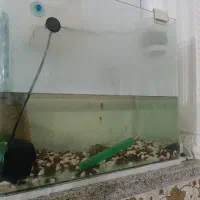 اکواریوم و وسایلش تکی و یکجابا ماهی
