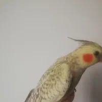 طوطی عروس گمشده است بادوم اسمش