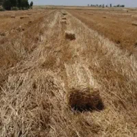 علوفه