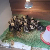 جوجه گلین لری اصل