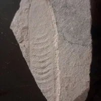 فسیل ماهی