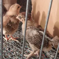 جوجه محلی ۲۰روزه