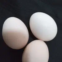 تخم مرغ خانگی