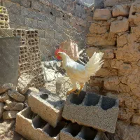 خروس سفید
