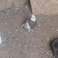 کبوتر|پرنده|چگنی, |دیوار