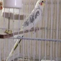 جوجه کوتوله برزیلی دونخور و سرلاکی عروس هلندی
