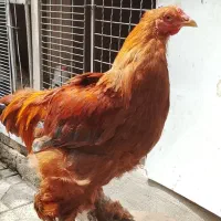 خروس برهما