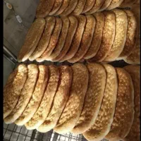 شاطر بربری
