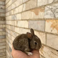بچه خرگوش نازو گوگولی