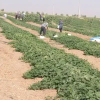 کار کشاورزی و باغداری