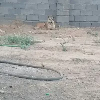 سگ ماده