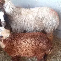 دوعددگوسفند بابره