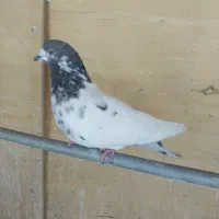 کبوتر کله دم سبز نر