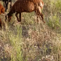 بره قاشقا