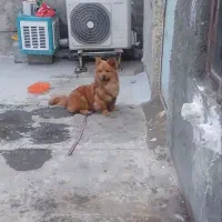 سگ پاکوتاه چاو چاو۸ماه