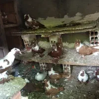 فروش جمعی قرمز نشان