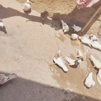 ی لان کبوتر