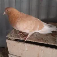 ۱۳۰ عدد کفتر کبوتر