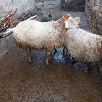 بره وگوسفند به وقت وبه چک آلرام