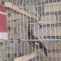 مرغ عشق
