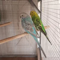 سه جفت مرغ عشق فروشی