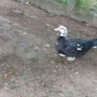 فروش خروس و ...