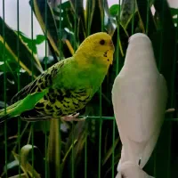 مرغ عشق|پرنده|اصفهان, برازنده|دیوار