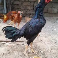 خروس لاری